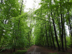 Nijreesbos
